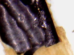 Noticastrum sericeum