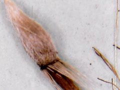 Noticastrum sericeum