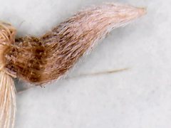 Noticastrum sericeum