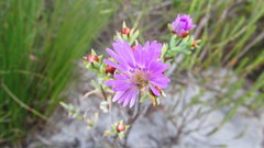 Lampranthus glomeratus