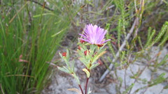 Lampranthus glomeratus