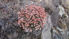 Crassula pruinosa