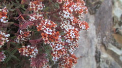 Crassula pruinosa