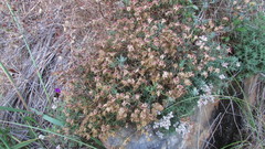 Lampranthus emarginatus