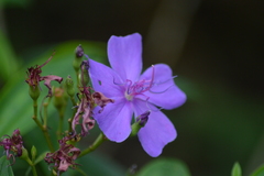 Pleroma heteromallum