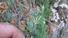 Lampranthus emarginatus