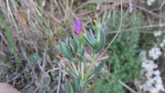 Lampranthus emarginatus