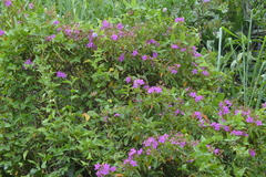 Pleroma heteromallum