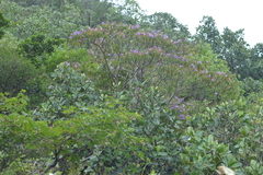 Pleroma heteromallum