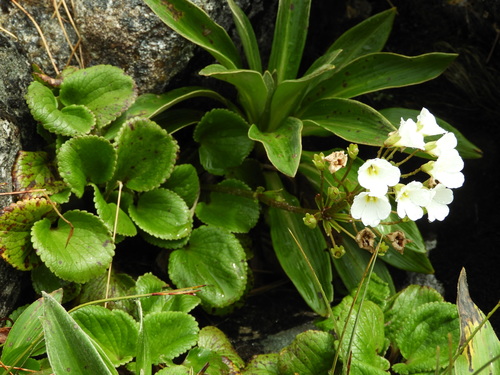 Image of Snowy Mountain Foxglove (Ourisia macrocarpa) by (c) Santiago Martín-Bravo, some rights reserved (CC BY)