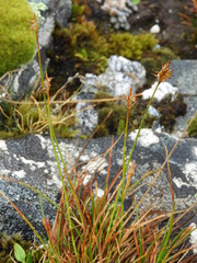 Carex cephalotes