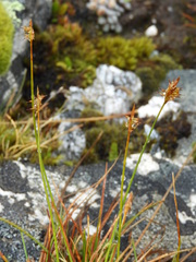 Carex cephalotes