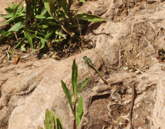 Gomphus simillimus maroccanus
