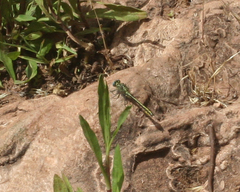 Gomphus simillimus maroccanus