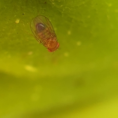 Drosophila simulans