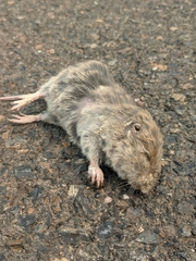 Thomomys talpoides