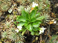 Pachycladon crenatum