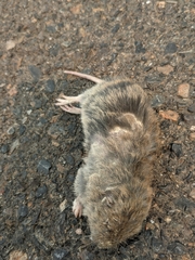 Thomomys talpoides