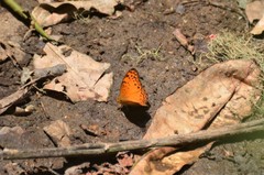 Phalanta eurytis eurytis