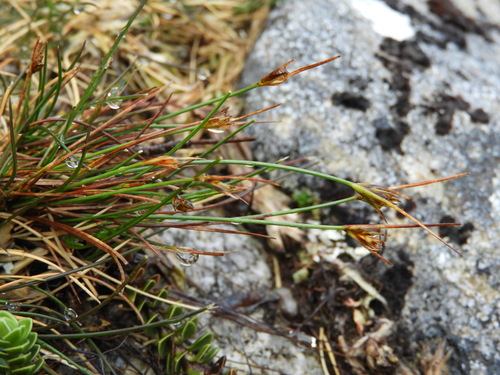 Carex acicularis (Carex acicularis)