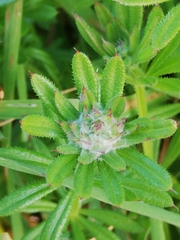 Dasineura aparines
