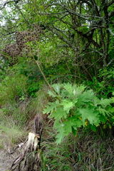 Berkheya bipinnatifida bipinnatifida