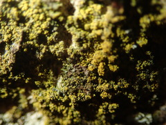 Candelariella xanthostigma