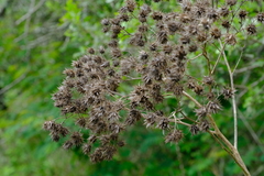 Berkheya bipinnatifida bipinnatifida