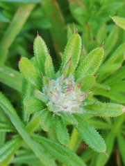 Dasineura aparines