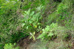 Berkheya bipinnatifida bipinnatifida