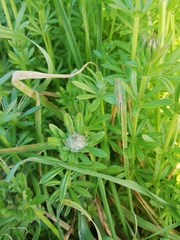 Dasineura aparines