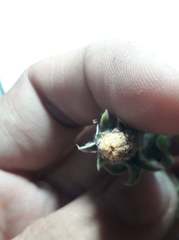 Noticastrum sericeum