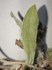 Noticastrum sericeum