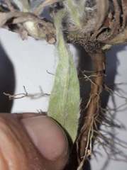 Noticastrum sericeum