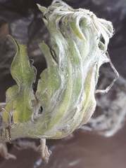 Noticastrum sericeum