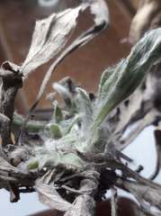 Noticastrum sericeum