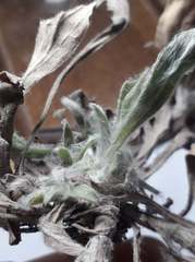 Noticastrum sericeum