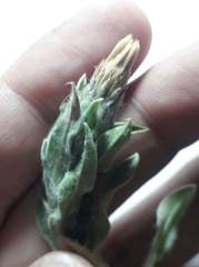 Noticastrum sericeum