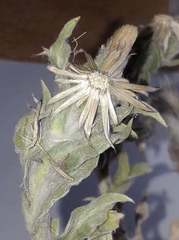 Noticastrum sericeum