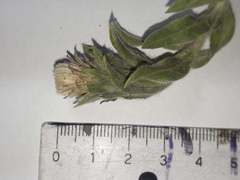 Noticastrum sericeum