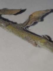 Noticastrum sericeum