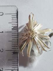 Noticastrum sericeum