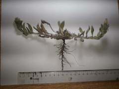 Noticastrum sericeum