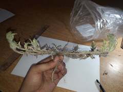 Noticastrum sericeum