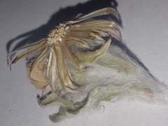 Noticastrum sericeum