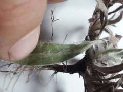 Noticastrum sericeum