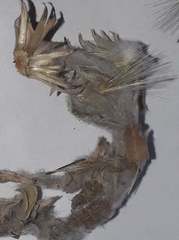 Noticastrum sericeum