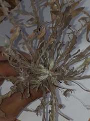 Noticastrum sericeum