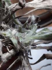 Noticastrum sericeum