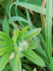 Dasineura aparines